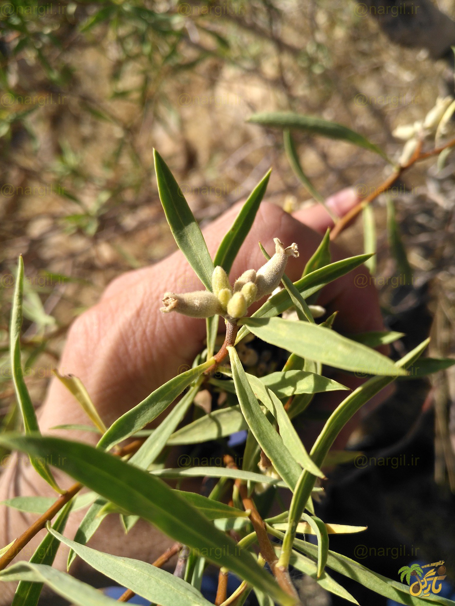 برگ بو زاگرسی - گیاهان بومی ایران